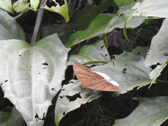 Tanaecia julii