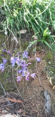 Pasithea caerulea