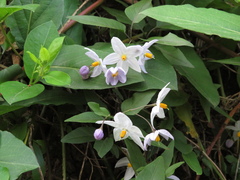 Solanum laxum