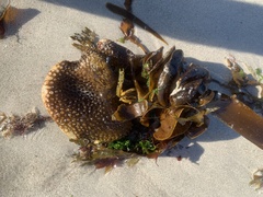 Saccorhiza polyschides