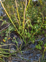 Equisetum laevigatum