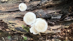 Favolaschia manipularis