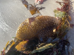 Saccorhiza polyschides