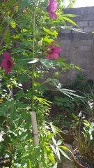 Hibiscus