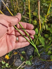 Equisetum laevigatum