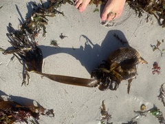 Saccorhiza polyschides