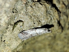 Acrobasis bithynella