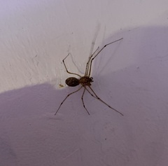 Crossopriza lyoni