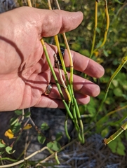 Equisetum laevigatum
