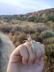 Iris oratoria