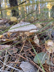 Chlorophyllum olivieri