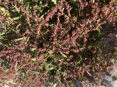 Atriplex portulacoides