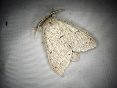 Cnethodonta grisescens