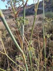Iris oratoria