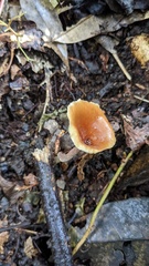 Polyporus