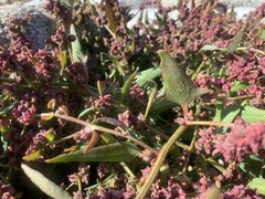 Atriplex portulacoides