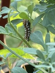 Papilio polyxenes asterius