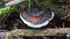 Fomitopsis pinicola