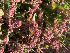 Atriplex portulacoides