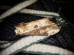 Hexafrenum leucodera