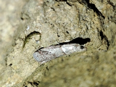 Acrobasis bithynella