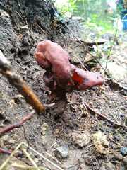Gyromitra infula