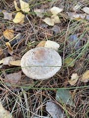Chlorophyllum olivieri