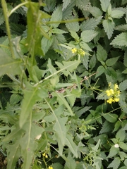 Sisymbrium officinale