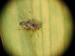 Lygus rugulipennis