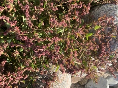 Atriplex portulacoides
