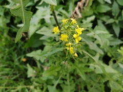 Sisymbrium officinale