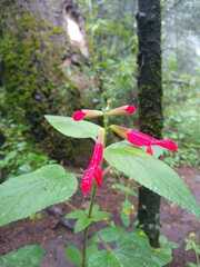 Salvia fulgens