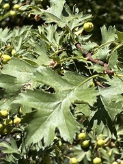 Crataegus ambigua