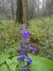 Salvia concolor