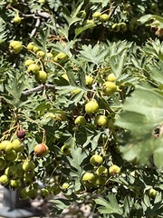Crataegus ambigua
