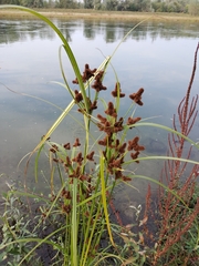 Cyperus glomeratus