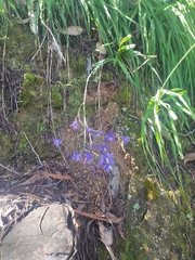 Pasithea caerulea