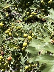 Crataegus ambigua