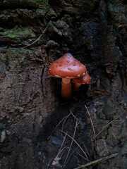 Limacella