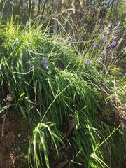 Pasithea caerulea