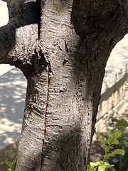 Crataegus ambigua