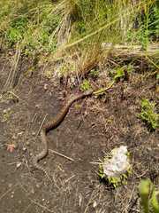 Crotalus triseriatus