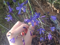 Pasithea caerulea