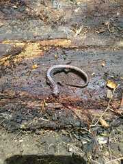 Pseudoeurycea leprosa