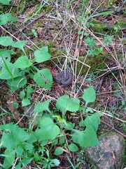 Crotalus triseriatus