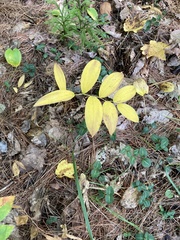 Uvularia sessilifolia