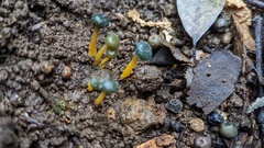 Leotia stipitata