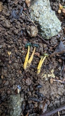 Leotia stipitata