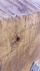 Oligolophinae