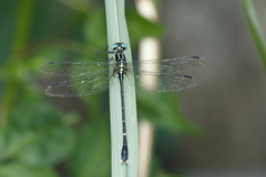 Leptogomphus sauteri formosanus